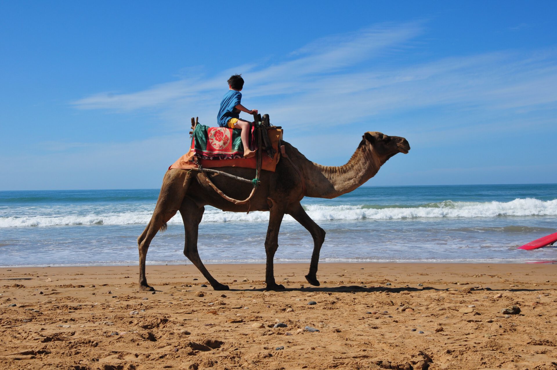 Essaouira_Camel